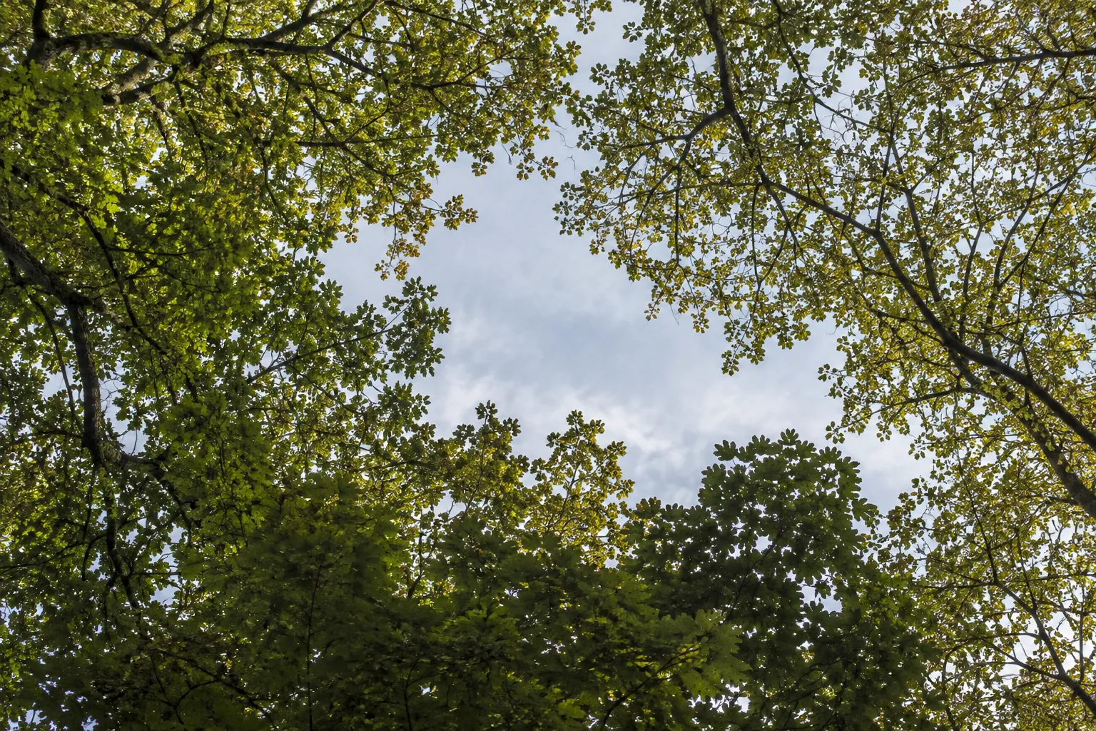 Blick in grüne Baumkronen mit unregelmäßiger Himmelsöffnung.