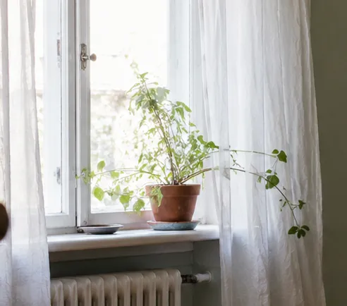 Pflanze und Fensterbrett im ruhigen Zimmer.